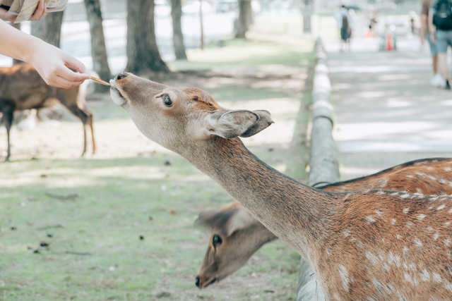 奈良県の鹿